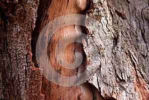 Texture of an old tree on the side of the mountain