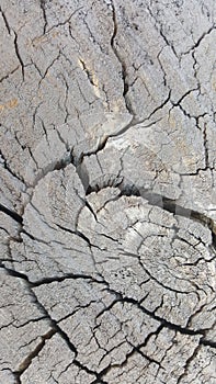 Texture of old tree stump with big cracks