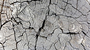 Texture of old tree stump with cracks