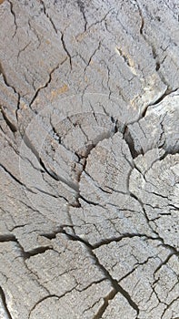 Texture of old tree stump with cracks