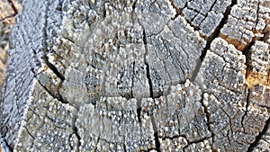 Texture of old tree stump with cracks