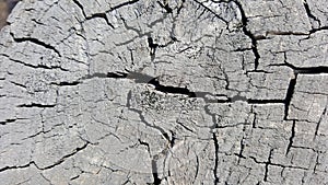 Texture of old tree stump with cracks