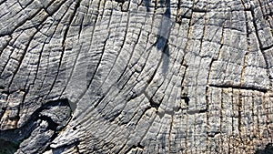 Texture of old tree stump with cracks