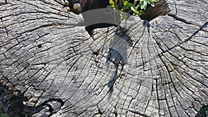 Texture of old tree stump with cracks