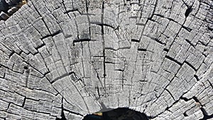 Texture of old tree stump with cracks