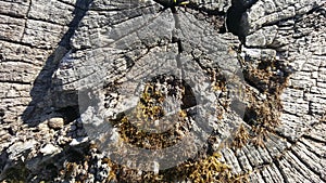 Texture of old tree stump with cracks