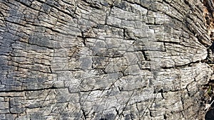 Texture of old tree stump with cracks