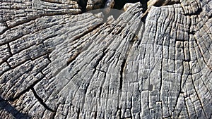 Texture of old tree stump with cracks