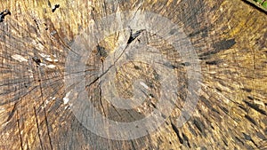 Texture of old tree stump with cracks