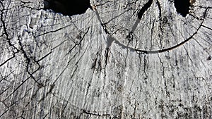 Texture of old tree stump with cracks and hole