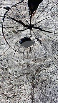 Texture of old tree stump with cracks and hole