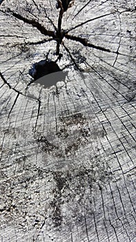 Texture of old tree stump with cracks and hole