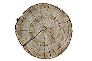 Texture of old tree stump vintage backgroud