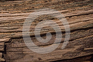 Texture of an old tree thrown ashore