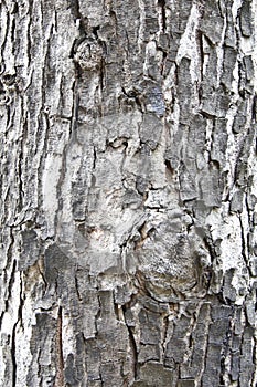 Texture of old tree trunk