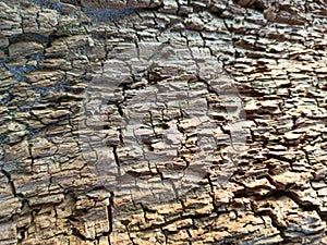 Wood Abstract Background Texture With Cracks and Scratches