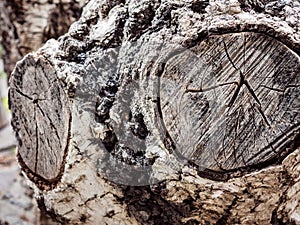 Texture old tree wood, annual growth ring