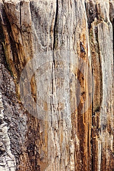 Texture old tree wood, annual growth ring