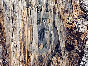 Texture old tree wood, annual growth ring