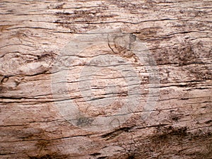 Texture old trunk of broadleaved tree