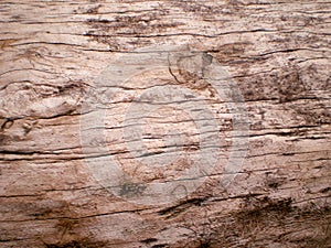 Texture old trunk of broadleaved tree photo