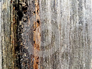 Texture of old weathered wood