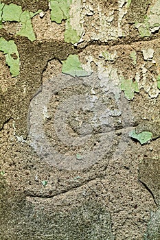 Texture of old wheatered concrete