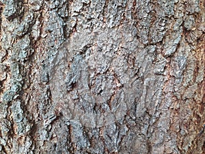 Texture of the old wood acacia