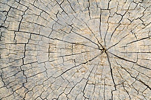 Texture of old wood with annual rings. Natural texture close-up