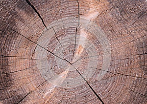 Old Wood Tree Rings Texture-8