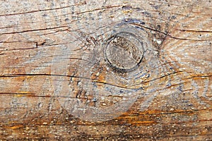 Texture old wood with bough