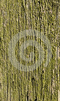 Texture, old wood covered with green moss