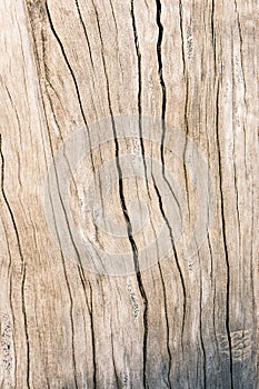 Texture old wood , dirty surface wood background, hardwood