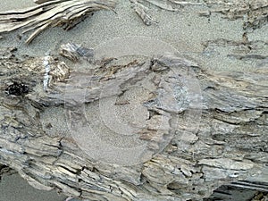 Texture old wood and grey sand. The natural background. Tree close-up. Abstract, grunge Wallpaper