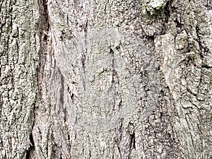 Natural background, tree bark texture