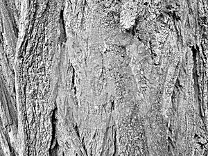 Natural background, tree bark texture