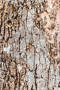 Texture old wood same stone