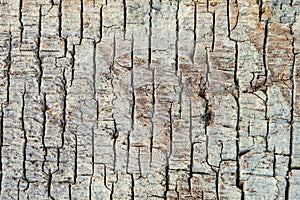 Texture of the old wooden with fissured rot