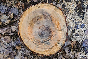 Texture of a old wooden log with of age lines marks surrounded by wet leaves and sawdust