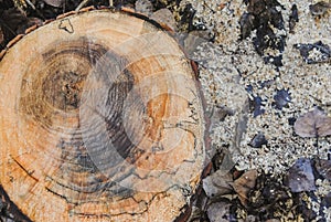 Texture of a old wooden log with of age lines marks surrounded by wet leaves and sawdust