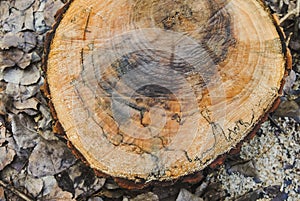 Texture of a old wooden log with of age lines marks surrounded by wet leaves and sawdust