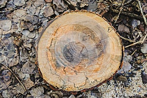 Texture of a old wooden log with of age lines marks surrounded by wet leaves and sawdust