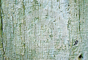 Texture of old wooden wall with a faded green flaky paint
