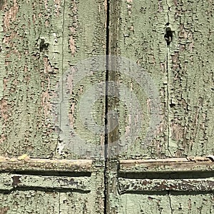 Texture of olive green chipped paint on an old door in sun