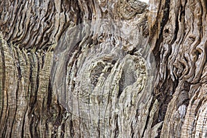 Texture of olive tree wood. Close up background