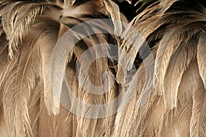 Texture of ostrich plumage