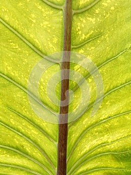 The texture and outline of the decorative tales plant is a bright yellowish-green color