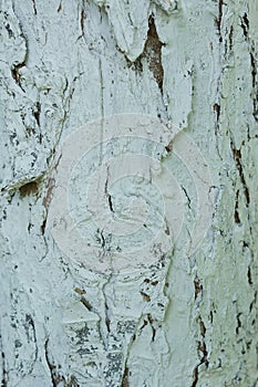 Texture of painted tree trunk