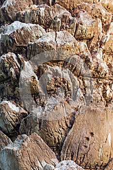 Texture of palm bark.