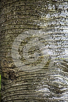 Texture of palm bark macro. Palm tree large trunk detailed structure background and texture of bark. Palm trunk and bark close up